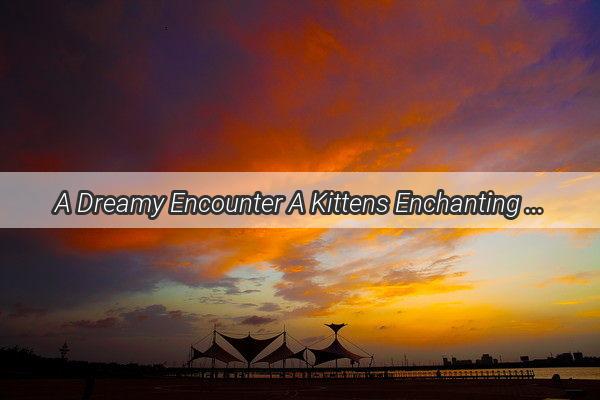 A Dreamy Encounter A Kittens Enchanting Vision of the Ultimate Cool Cat